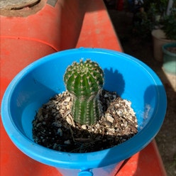 Golden Barrel Cactus plant
