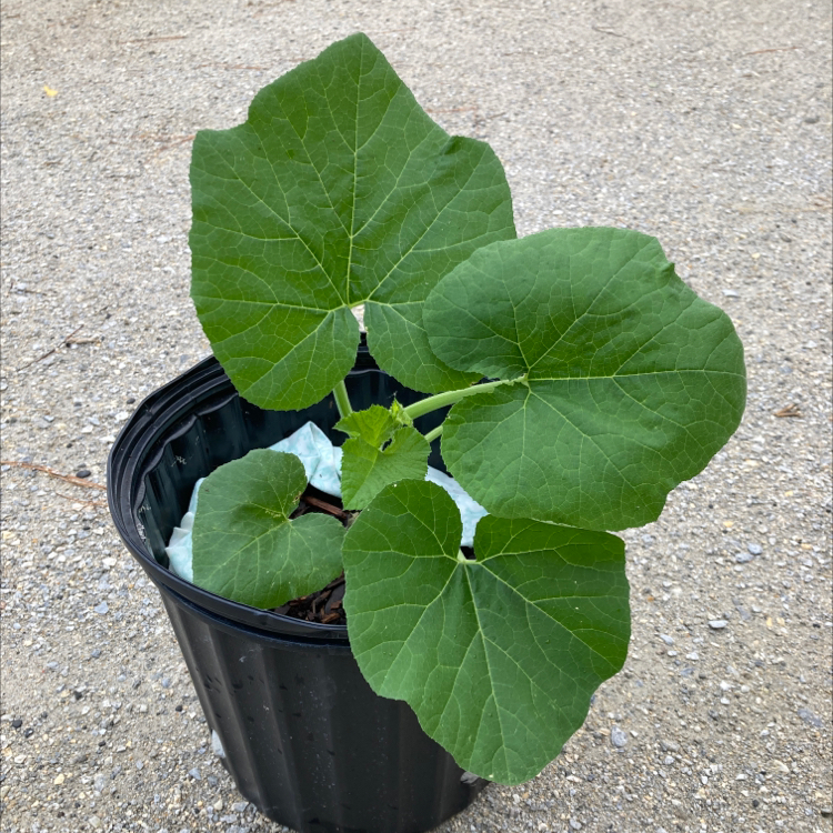 Young Butternut Pumpkin plant in a black plastic pot with large green leaves.