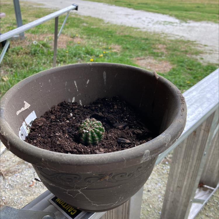 Small Candy barrel cactus in a pot placed outdoors with visible soil.