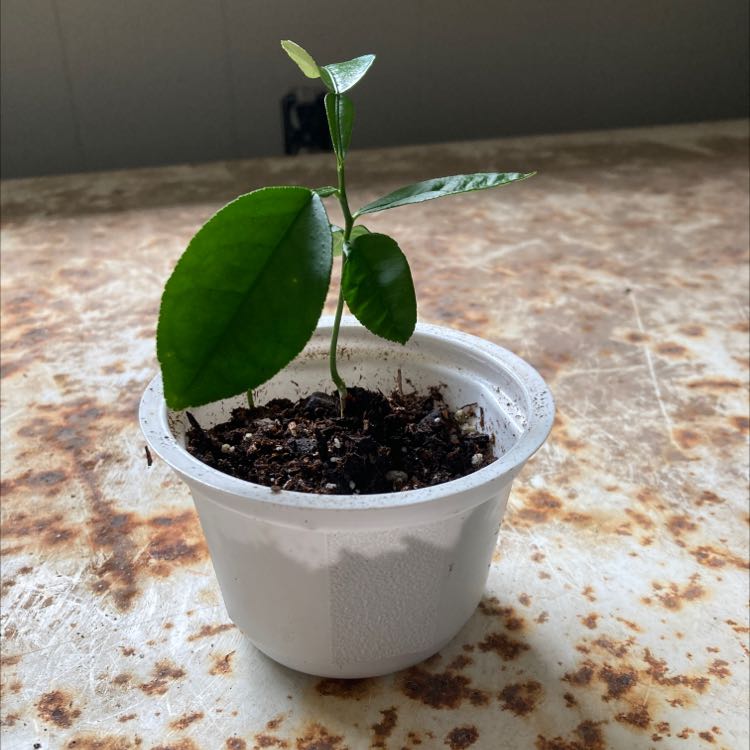 Young Grapefruit Tree plant in a small white container with visible soil.