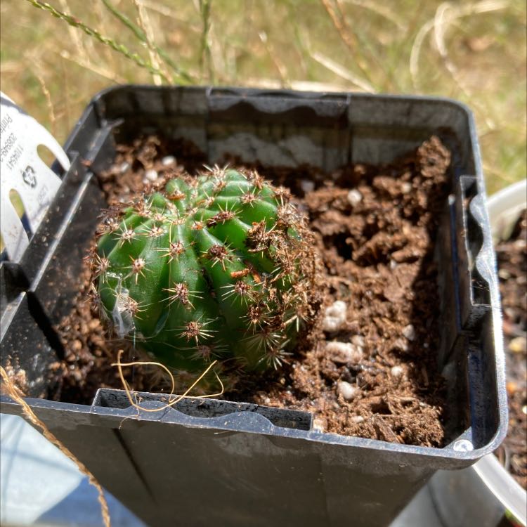 Correll's Hedgehog Cactus in a plastic pot with visible soil.
