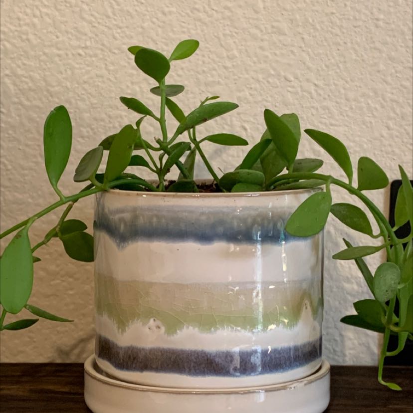 Potted String of Nickels plant with healthy green leaves in a ceramic pot.