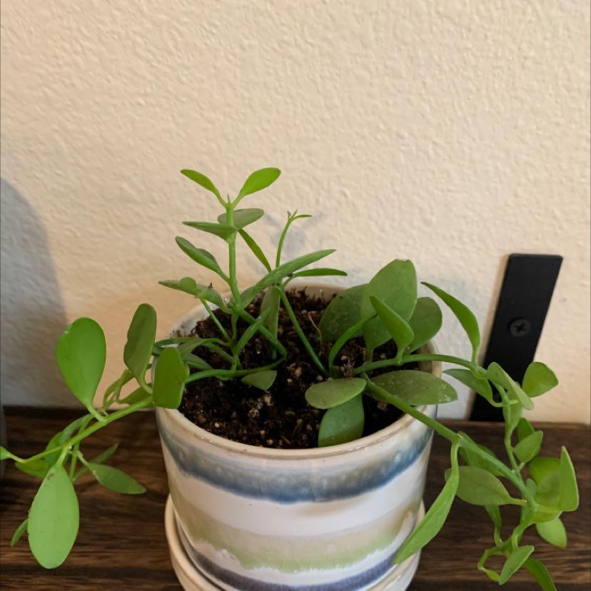 Potted String of Nickels plant with green, coin-shaped leaves.