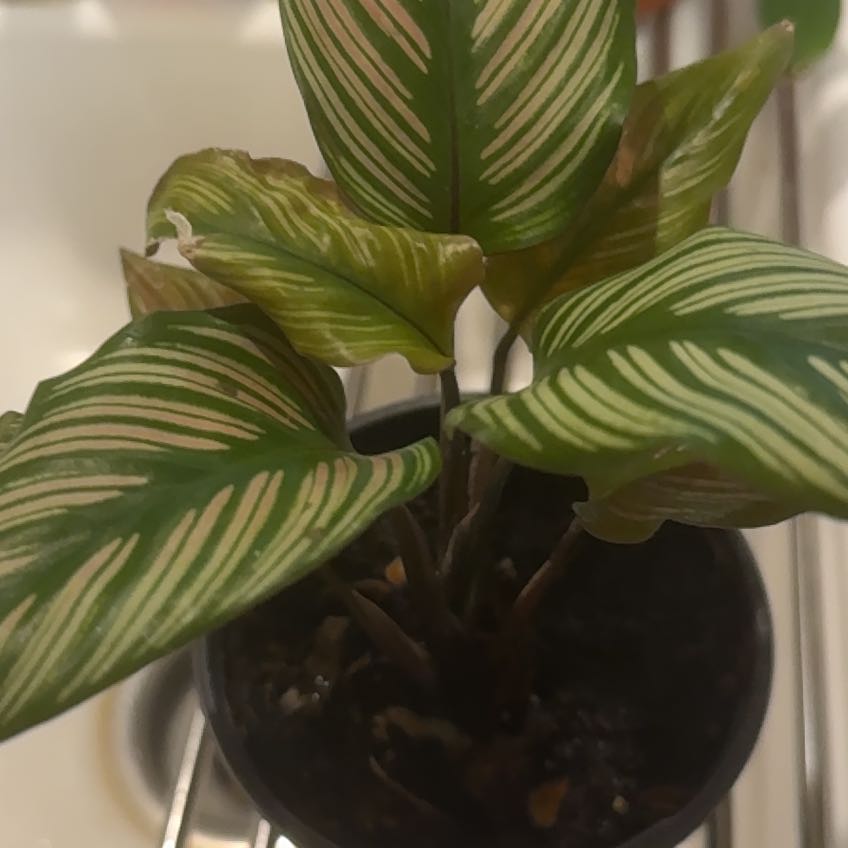 Photo of the plant species White Star by @FavorableRedfir named Planty on Greg, the plant care app