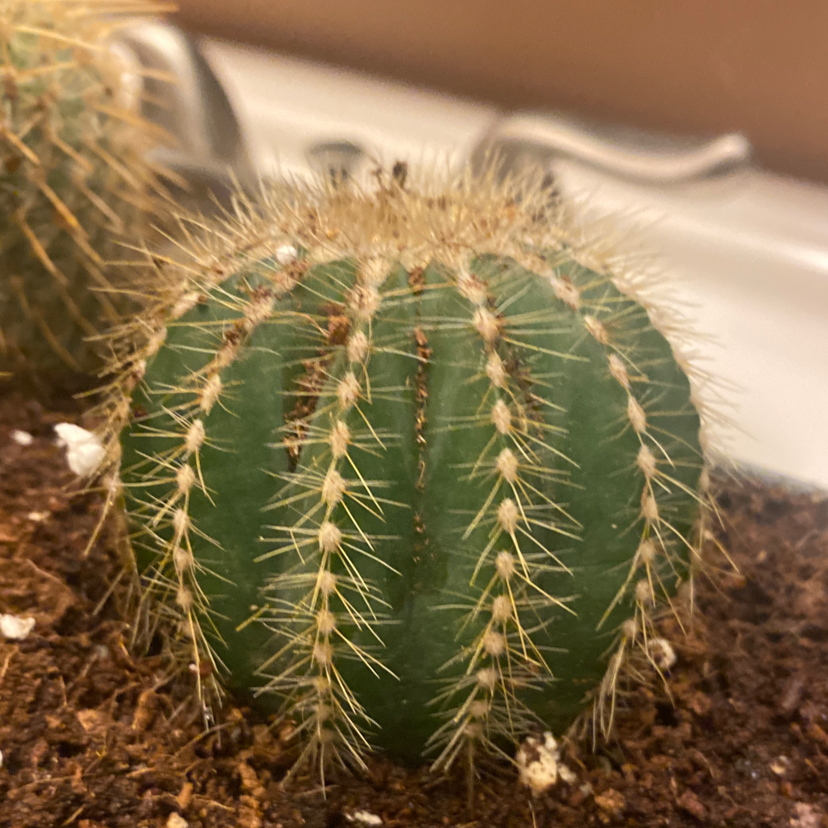 Photo of the plant species Balloon Cactus by @MommaStan named Boba Fett on Greg, the plant care app