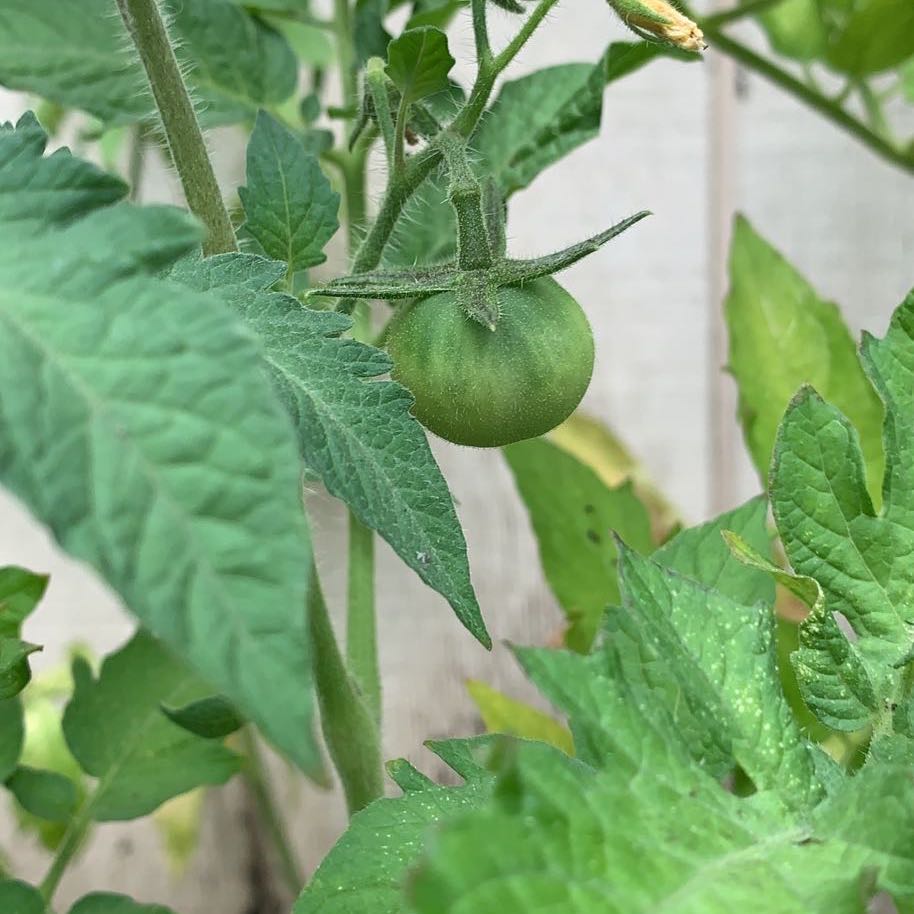 Photo of the plant species Tomato Plant by @LikableMaypop named Tomato on Greg, the plant care app