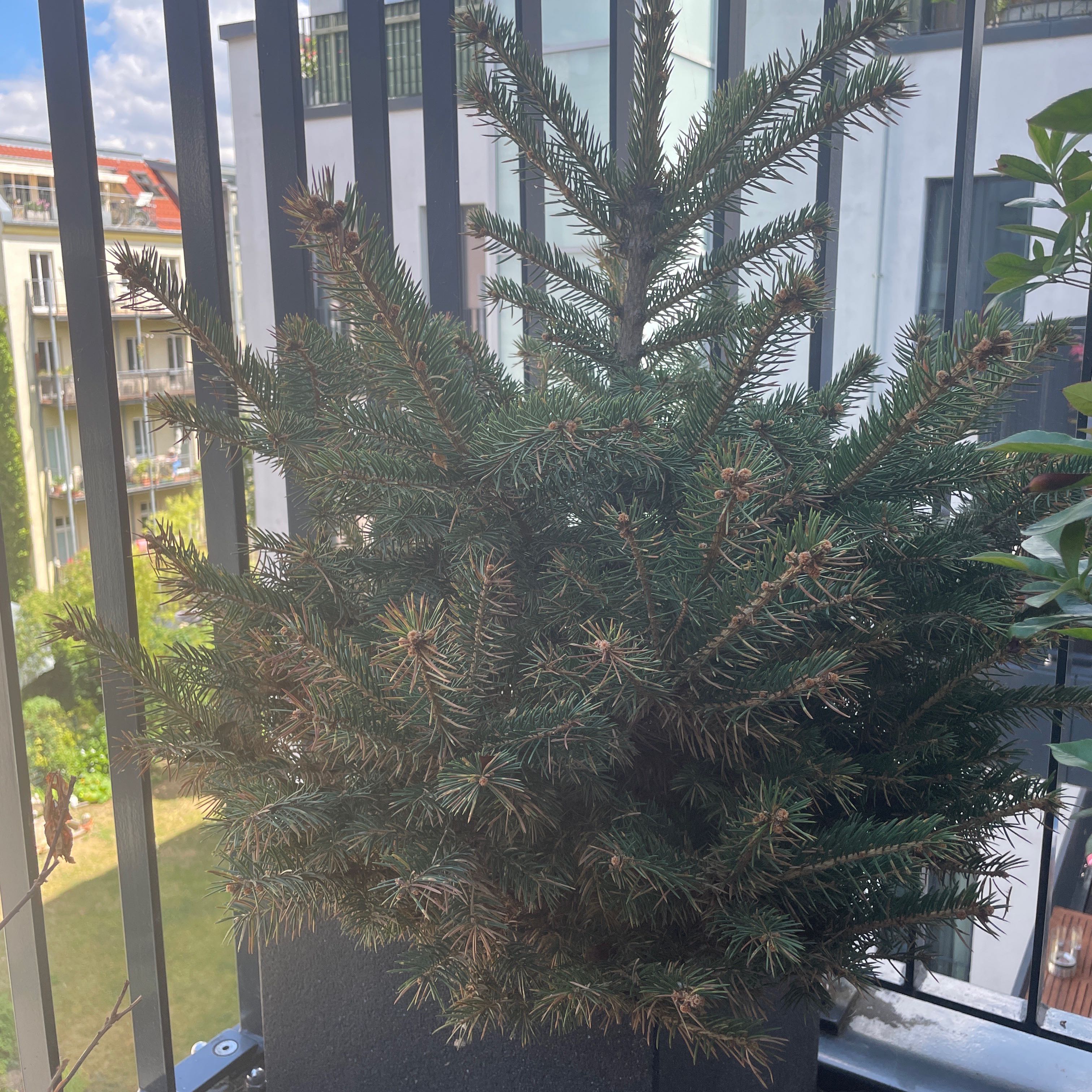 Healthy Blue Spruce plant on a balcony with dense green needles.