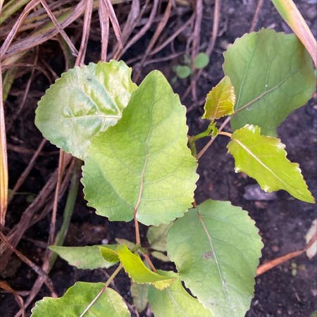 Photo of the plant species Common Cottonwood by Purehawthorn named Your plant on Greg, the plant care app