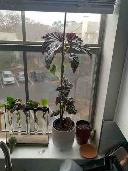 Photo of the plant species Begonia Medora by Wonderingwillow named Long Legged Diva on Greg, the plant care app
