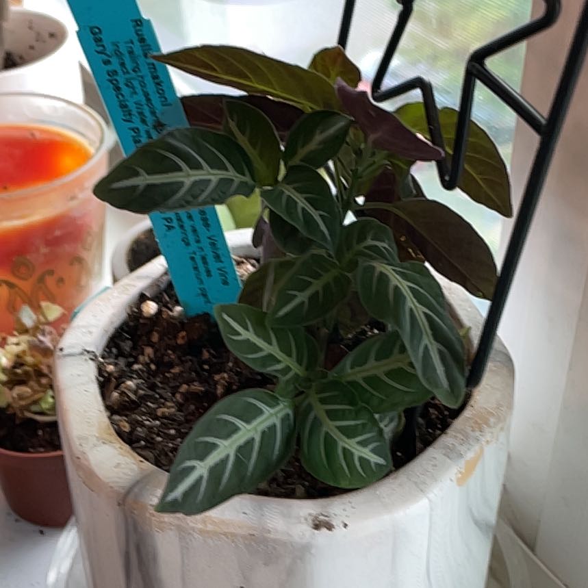 Plant care for Barleria arnottiana var. arnottiana on Greg, the plant care app