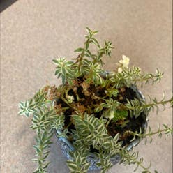 Sedum 'Little Missy' plant