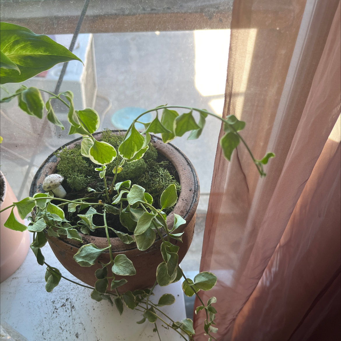 Photo of the plant species Intermediate Periwinkle by @AblePixiecap named Stella on Greg, the plant care app