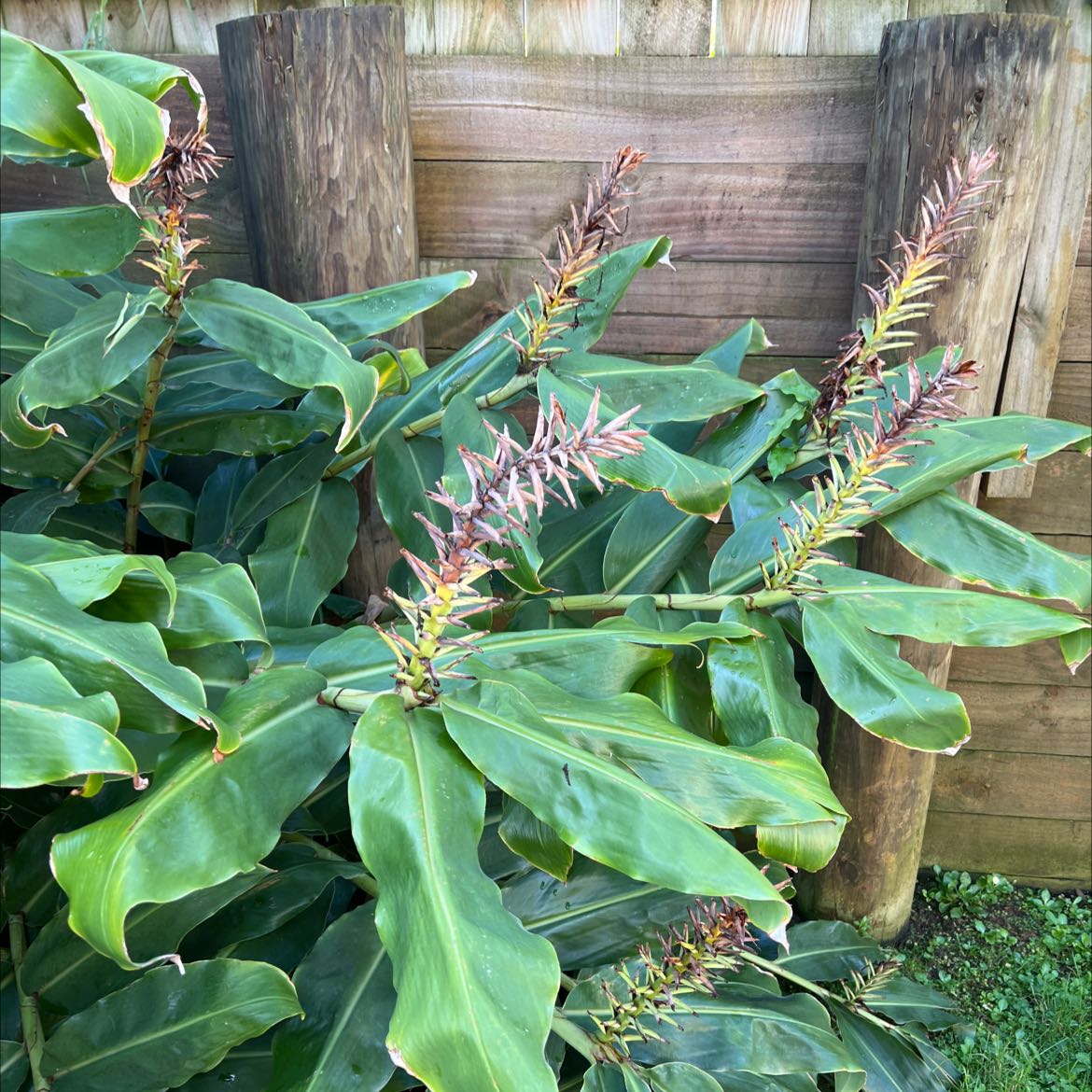 Kahili Ginger plant with elongated leaves and flowers in a garden setting.