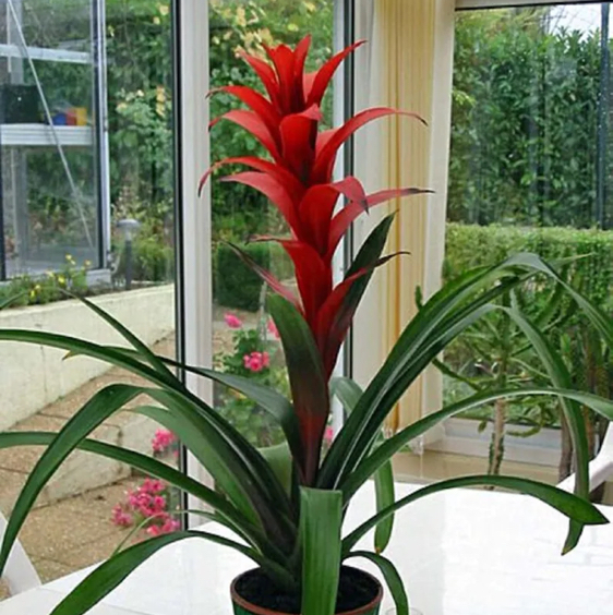 Photo of the plant species Droophead Tufted Airplant by @HandyTozzia named Tiffany on Greg, the plant care app
