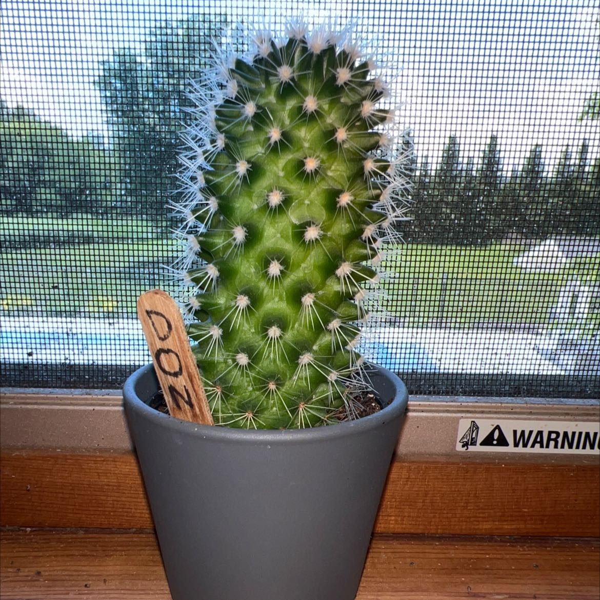 Kingcup Cactus in a gray pot on a windowsill with a mesh screen background.