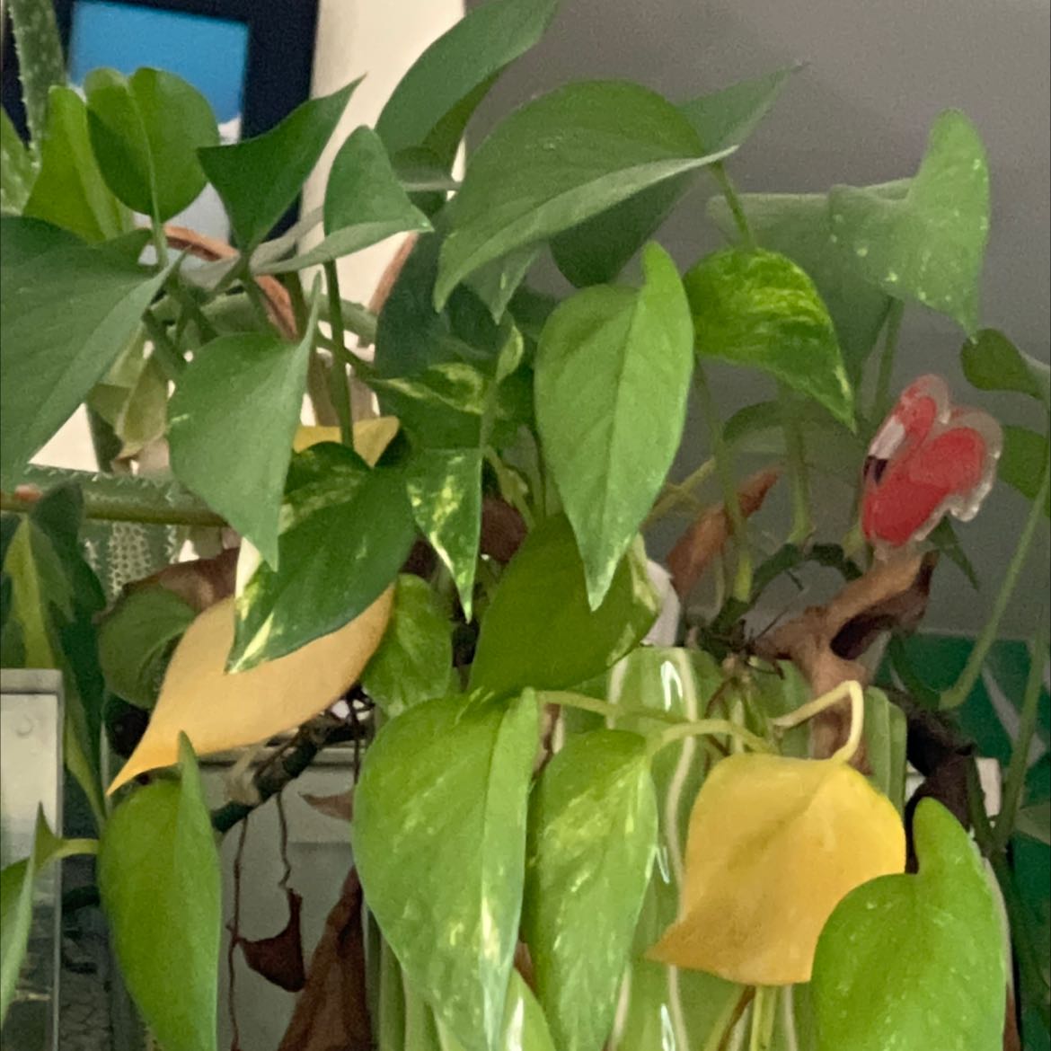 Morgan Treeman | A plant by @SavantTormentil on Greg