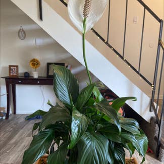 Peace Lily plant in Albuquerque, New Mexico