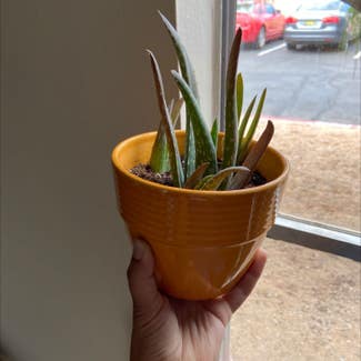 Aloe Vera plant in Albuquerque, New Mexico