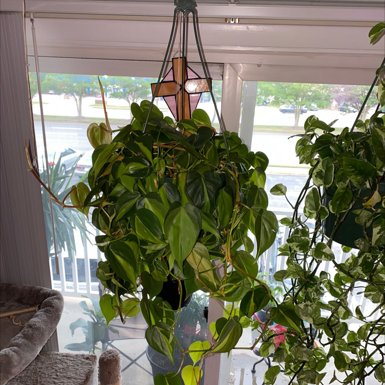 Brazil Philodendron plant hanging in a pot with vibrant green leaves, background includes a window and another plant.