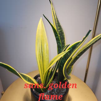 Golden Flame Snake Plant plant in Dacula, Georgia