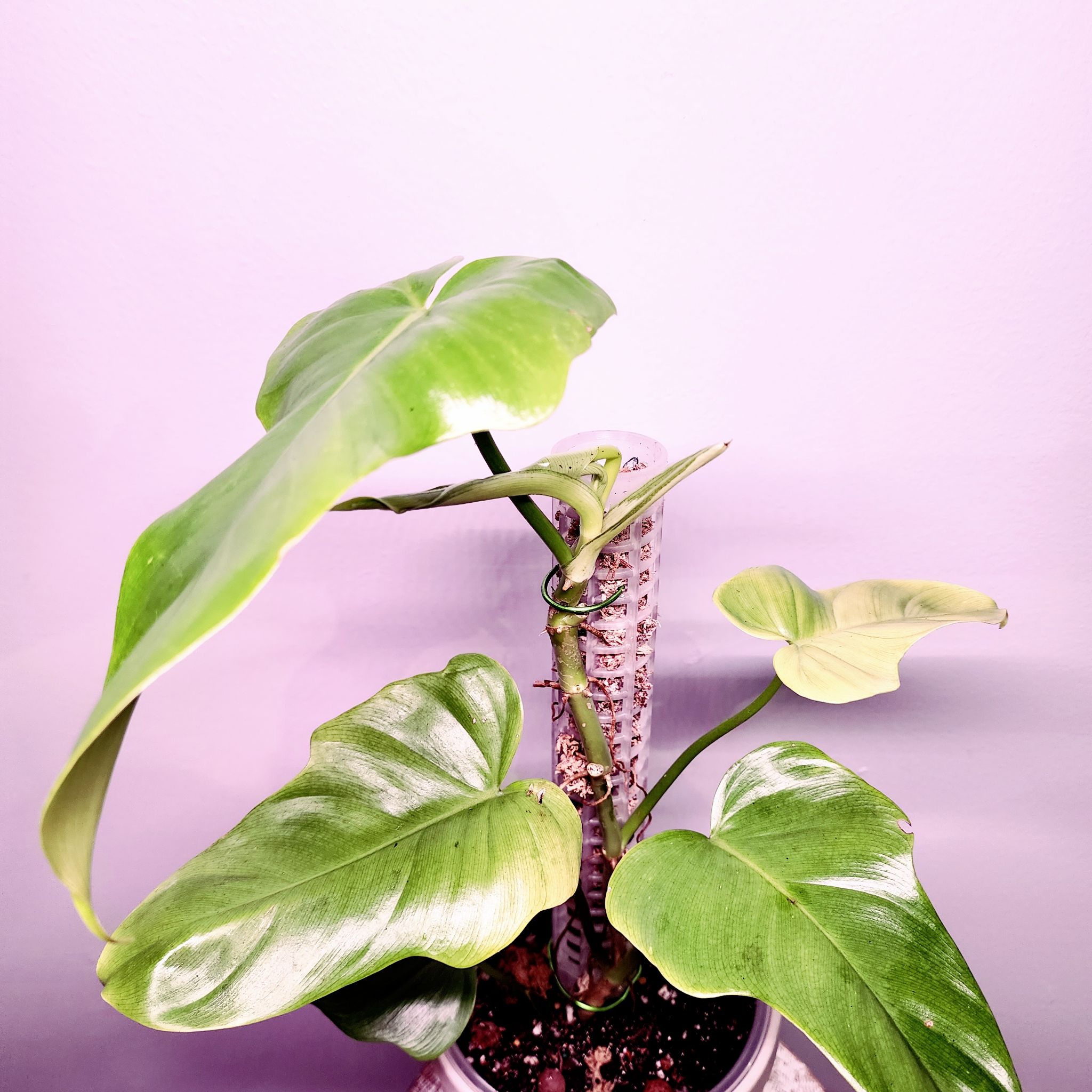 Philodendron Gold Violin plant with large green leaves in a pot with visible soil.