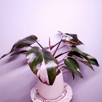Pink Princess Philodendron plant in Dacula, Georgia