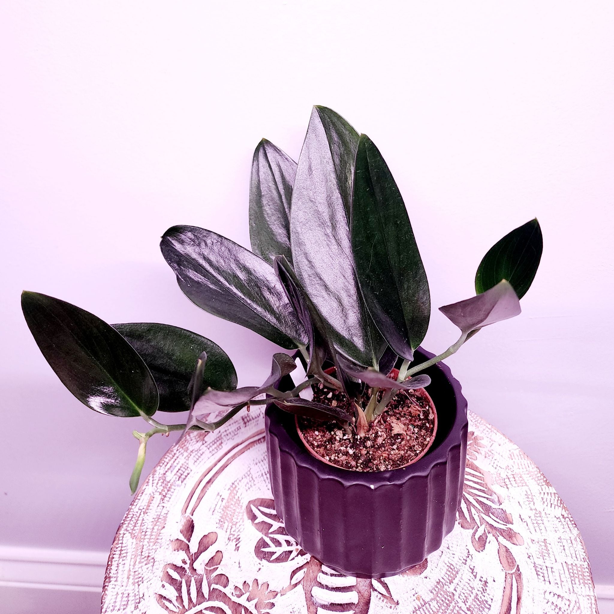 Scindapsus Treubii 'Dark Form' Yellow Leaves