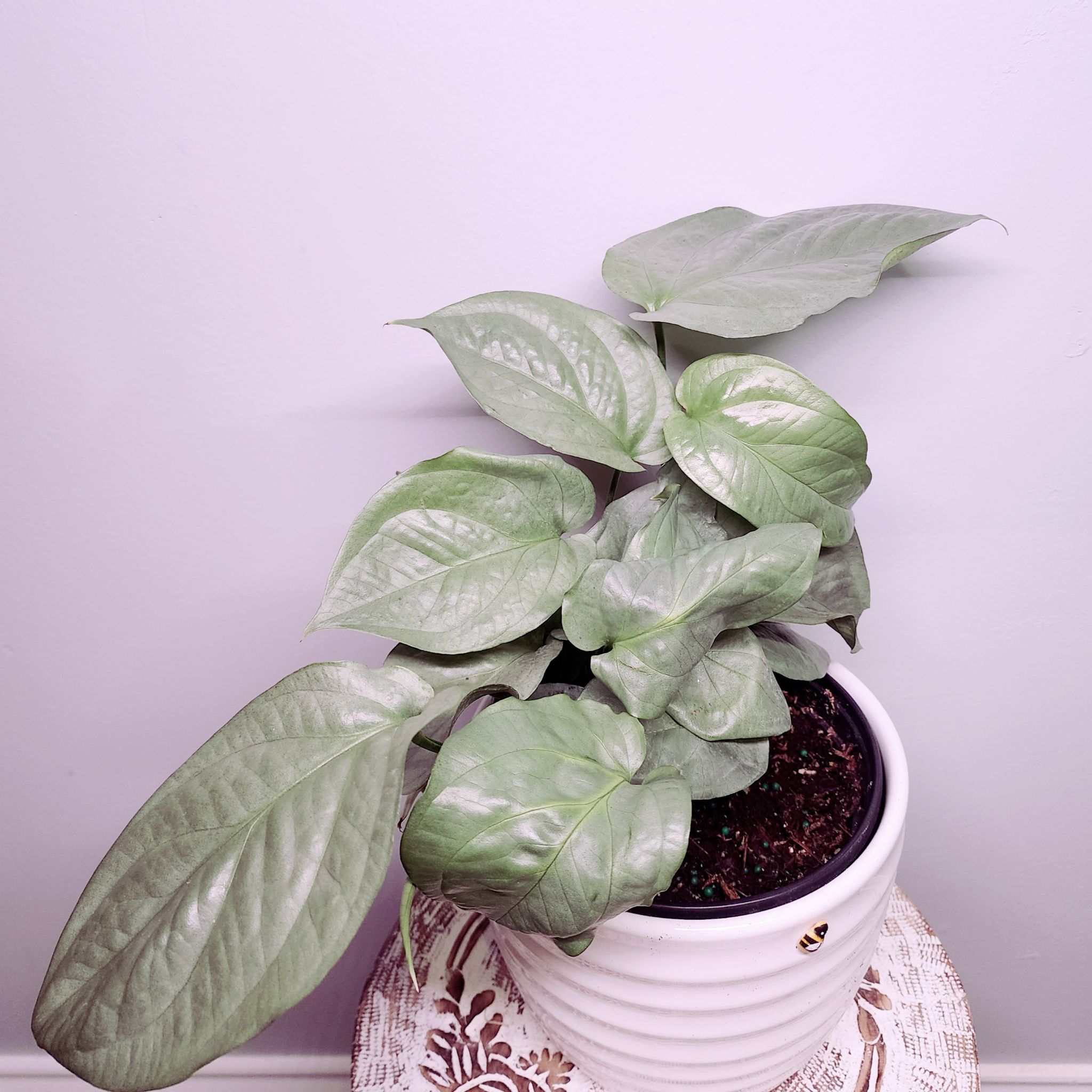 Potted Amydrium 'Spider Man' plant with broad green leaves, well-framed and in focus.