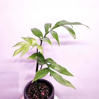 Monstera subpinnata plant in Dacula, Georgia