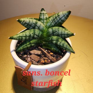 Sansevieria ‘Dwarf Boncel’ plant in Dacula, Georgia