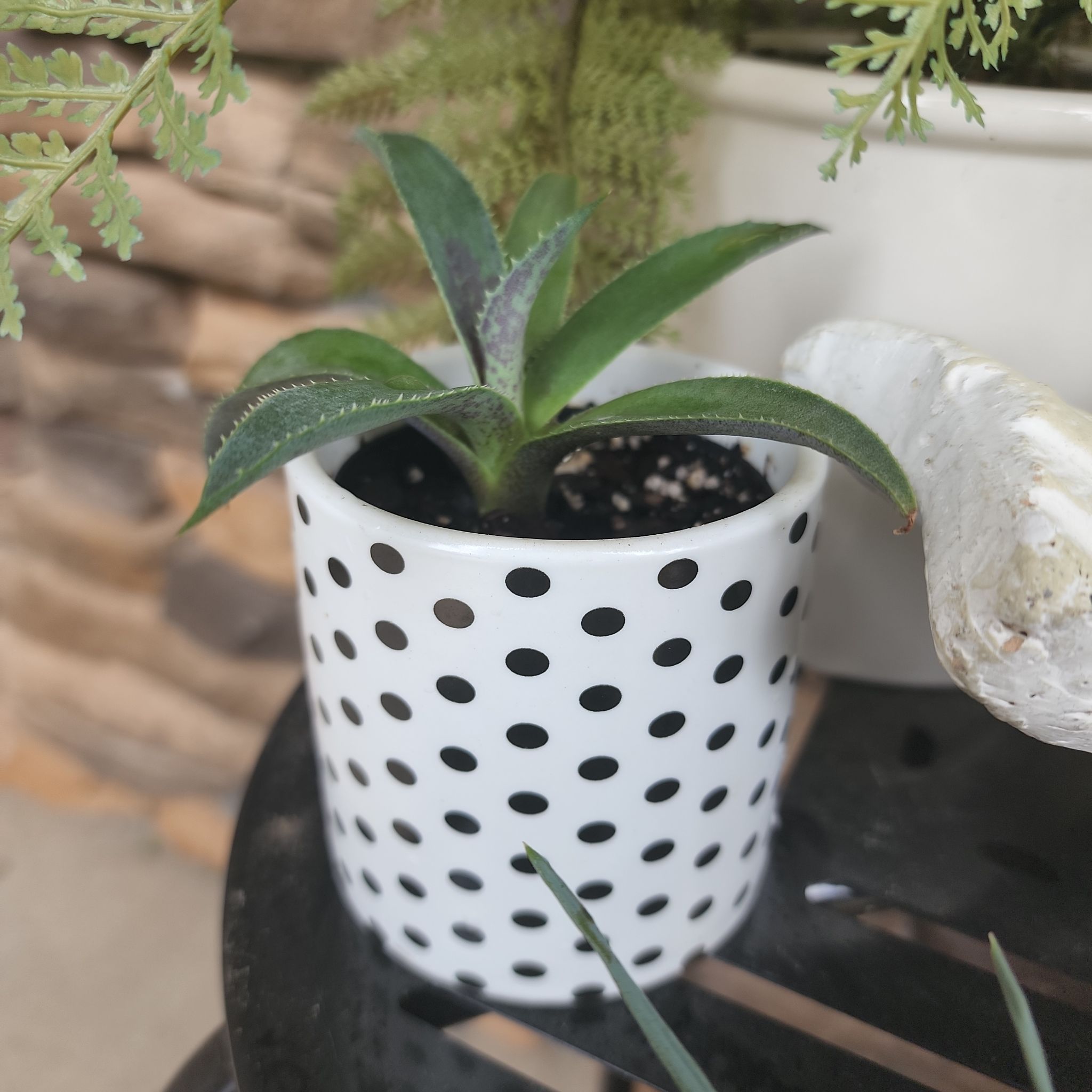 Agave Raksasa plant in a white pot with black polka dots, appears healthy.