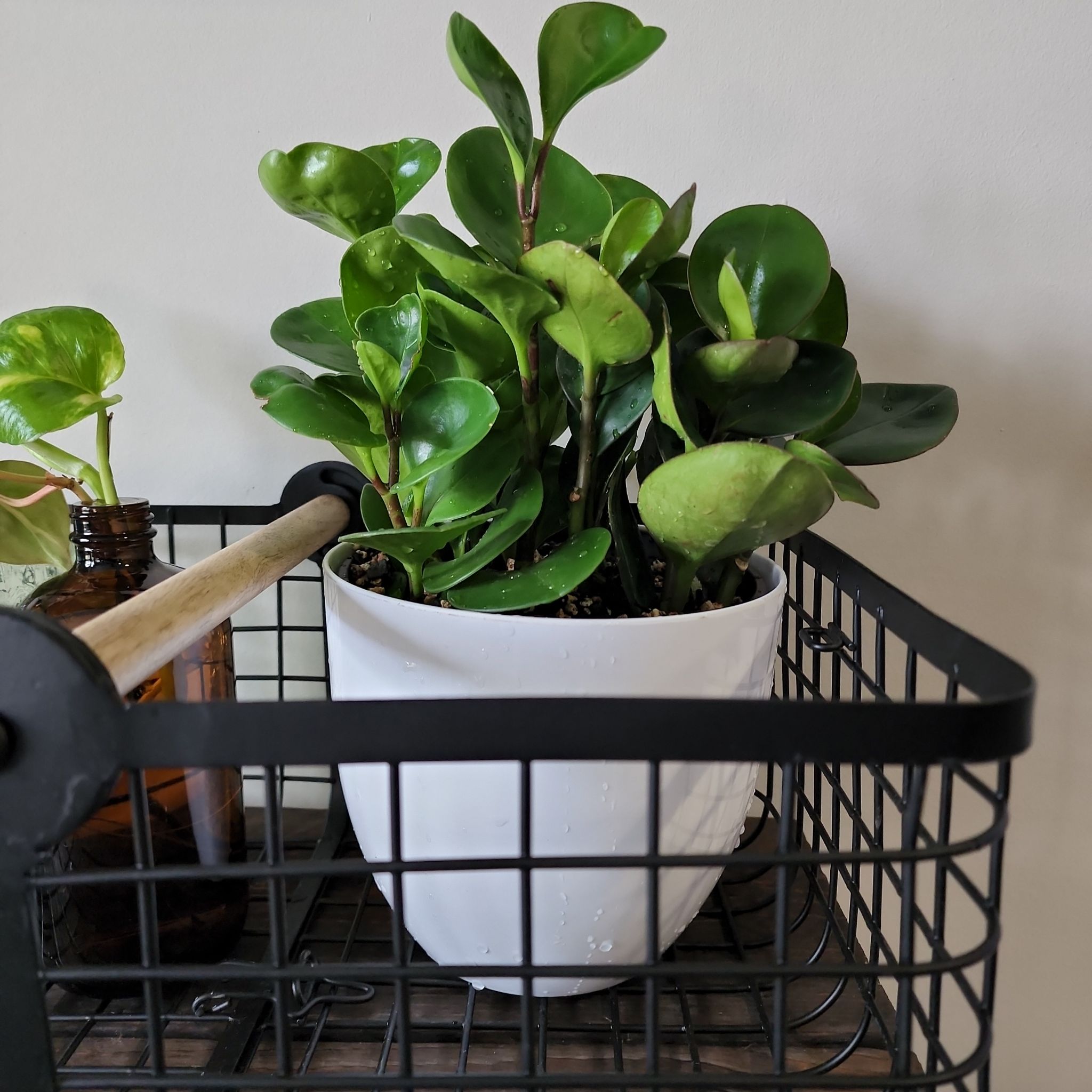Peperomia Thailand plant in a white pot placed in a wire basket, appearing healthy.