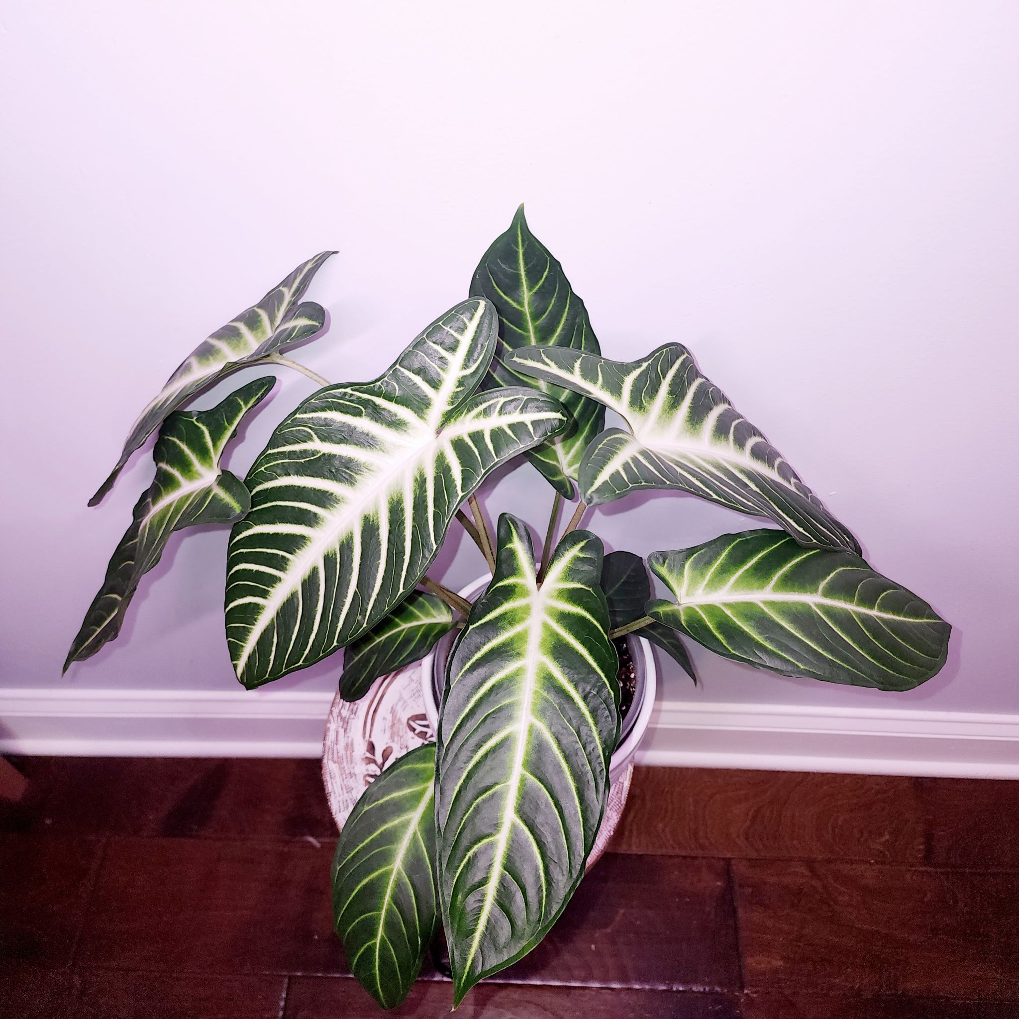 Caladium lindenii 'Magnificum' plant with vibrant green leaves and white veins in a pot.