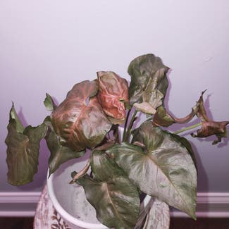 Syngonium 'Maria Allusion' plant in Dacula, Georgia