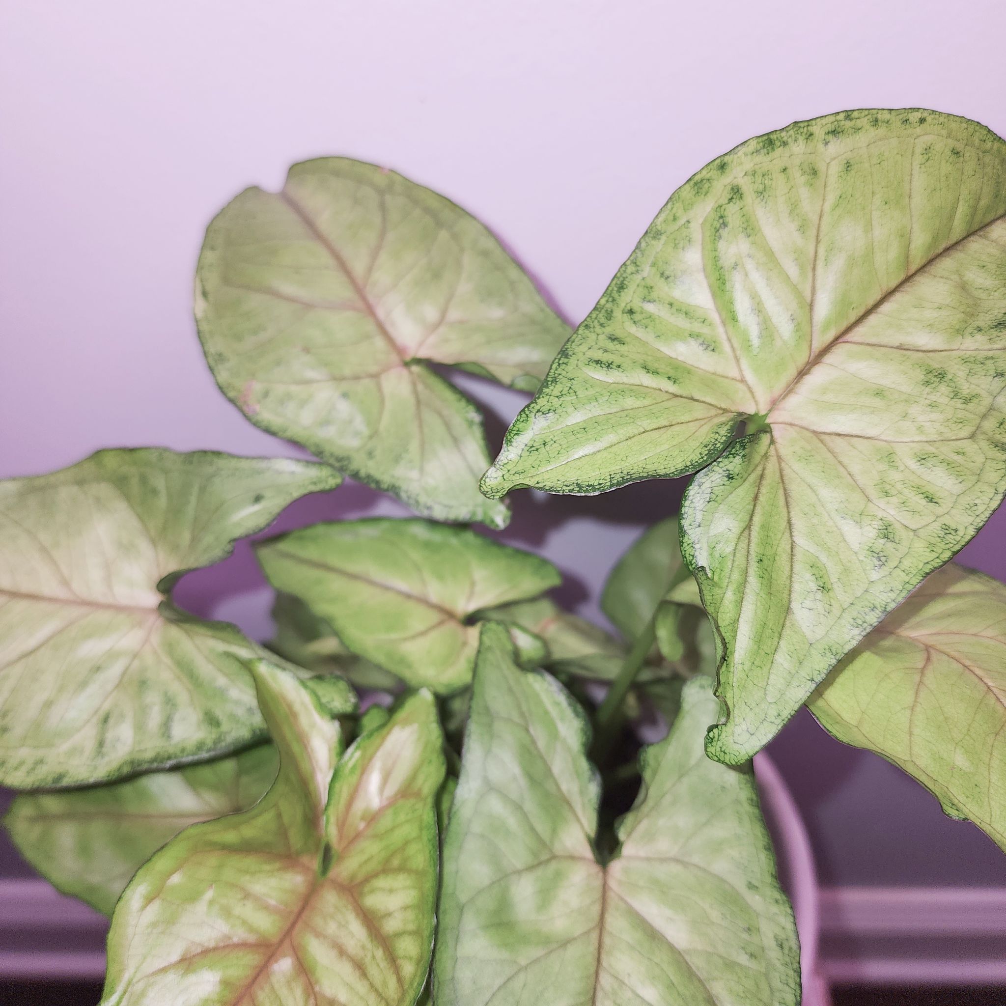 Syngonium 'Berry' plant with green and lighter shaded leaves in a pot.