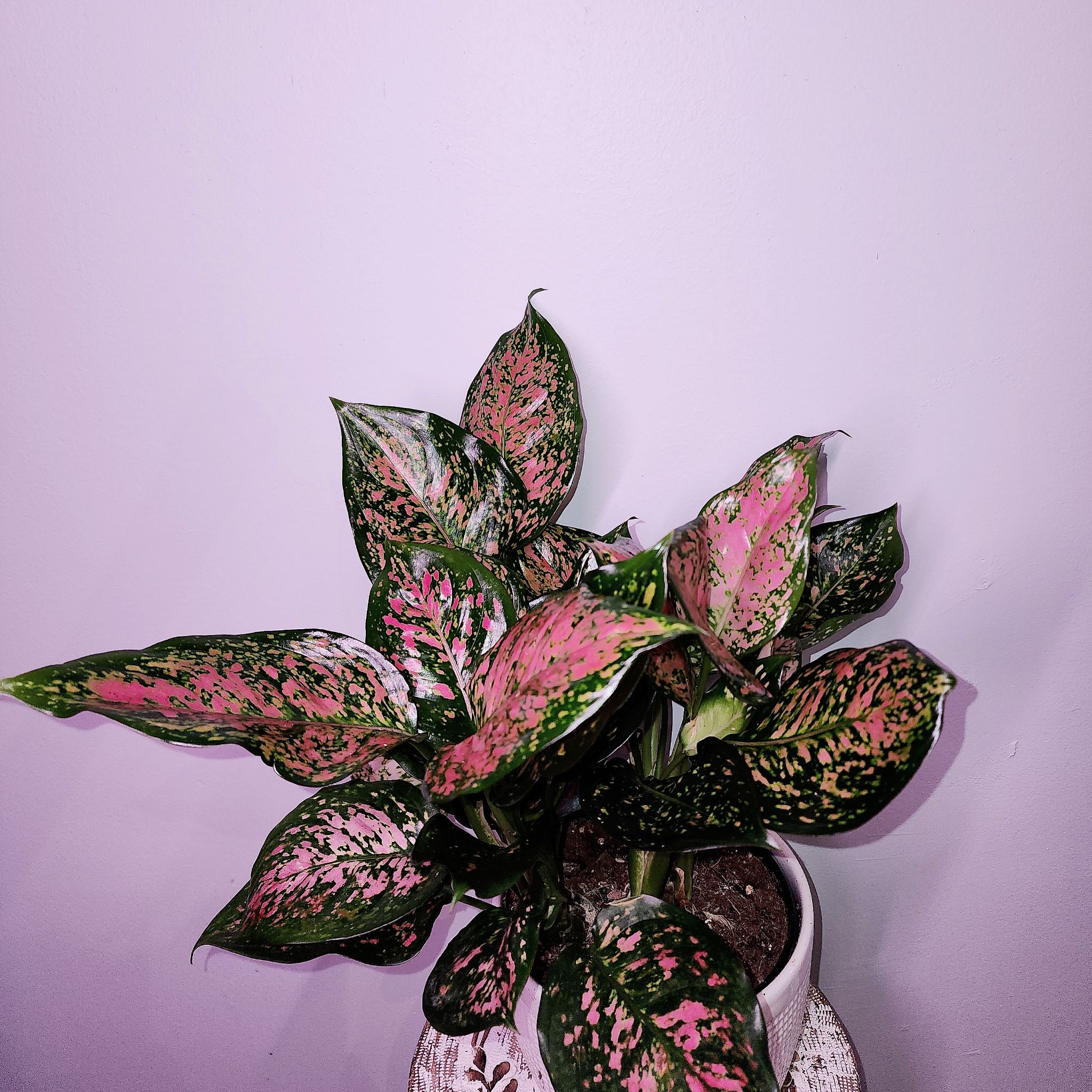 Pink Dalmatian Aglaonema plant with vibrant pink and green leaves in a white pot.