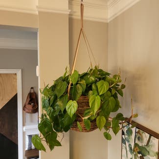 Heartleaf Philodendron plant in Dacula, Georgia
