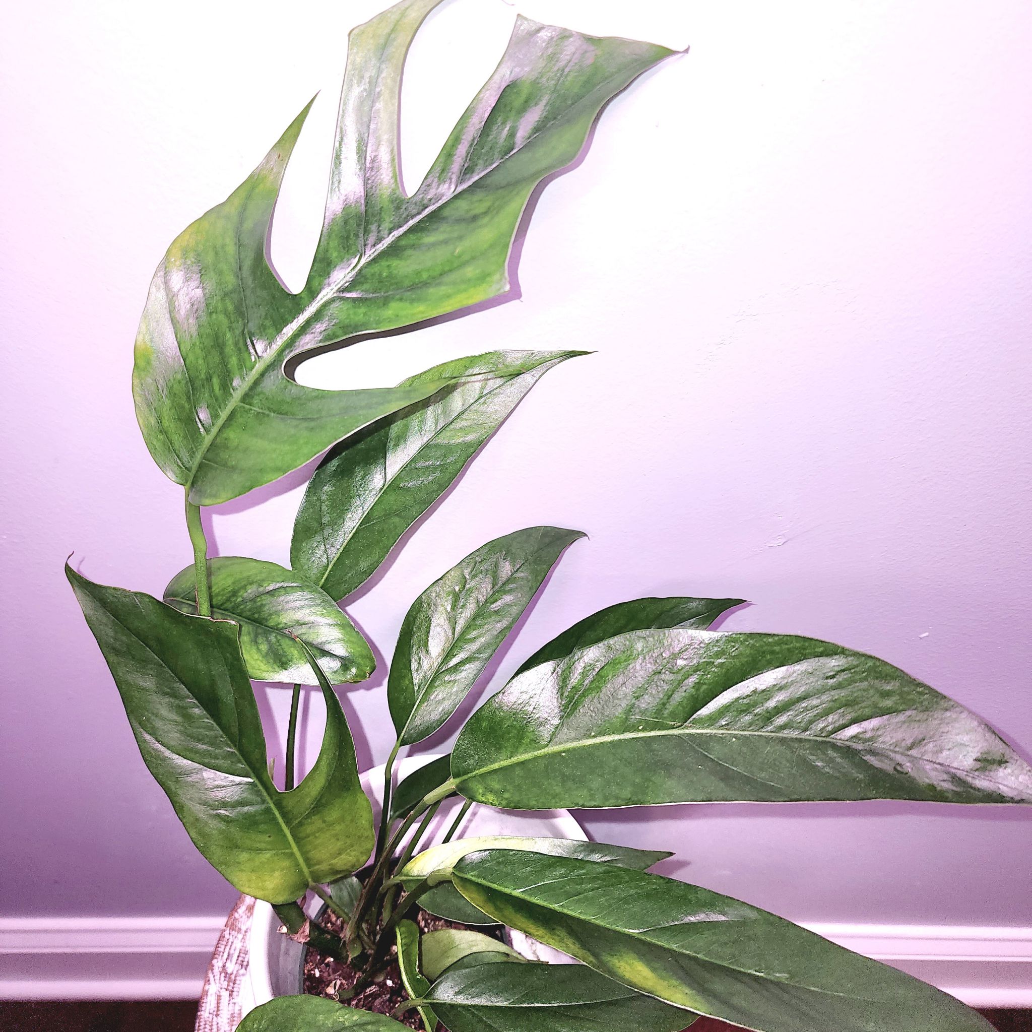 Photo of the plant species Asian Form Epipremnum Pinnatum by @angelw1975 named 1Orack.e1 on Greg, the plant care app