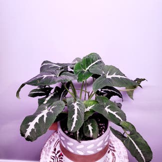 Syngonium wendlandii plant in Dacula, Georgia