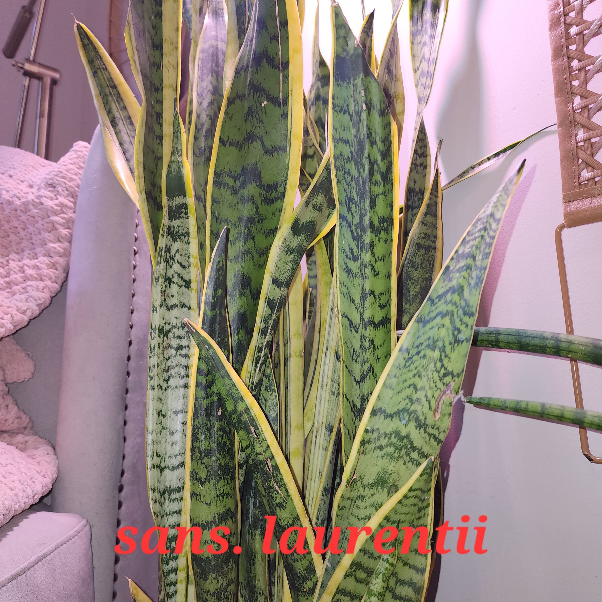 Plant care for Fat Leaf Snake Plant on Greg, the plant care app