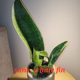 Whale Fin Snake Plant plant in Dacula, Georgia