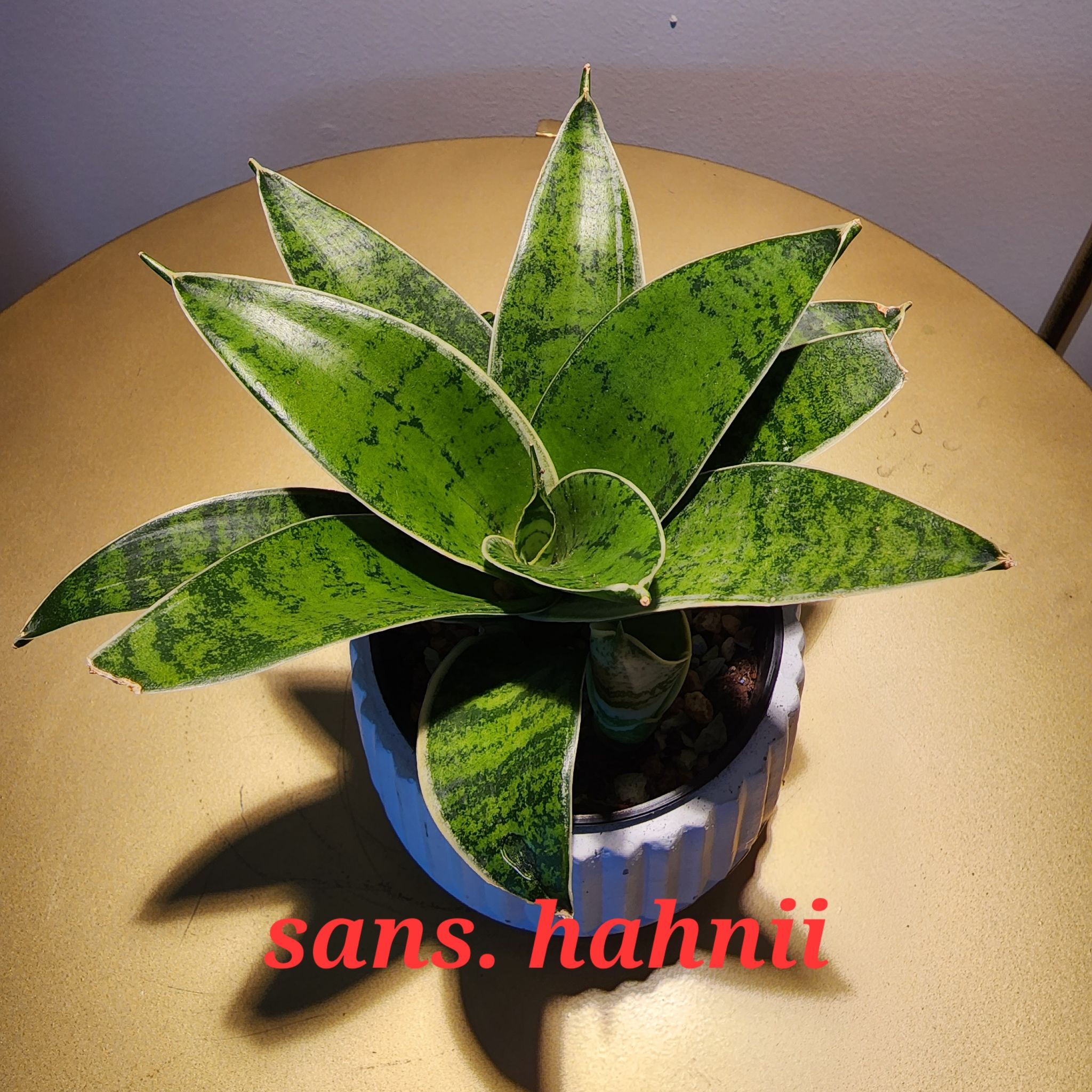 Photo of the plant species Bird's Nest Snake Plant by @angelw1975 named Mr. Brendal on Greg, the plant care app