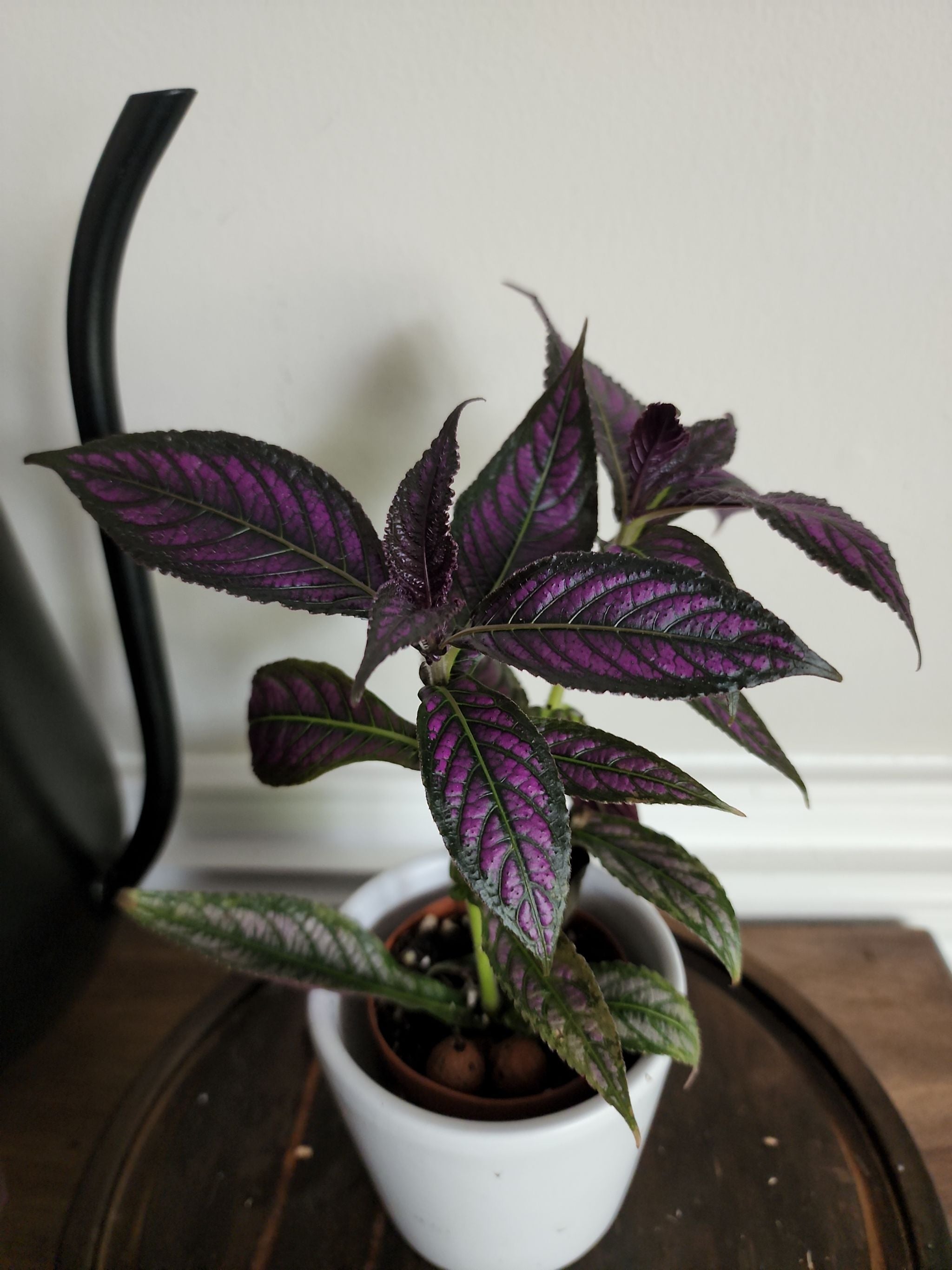 Hirts Gardens is amazing for plant lovers! 😍