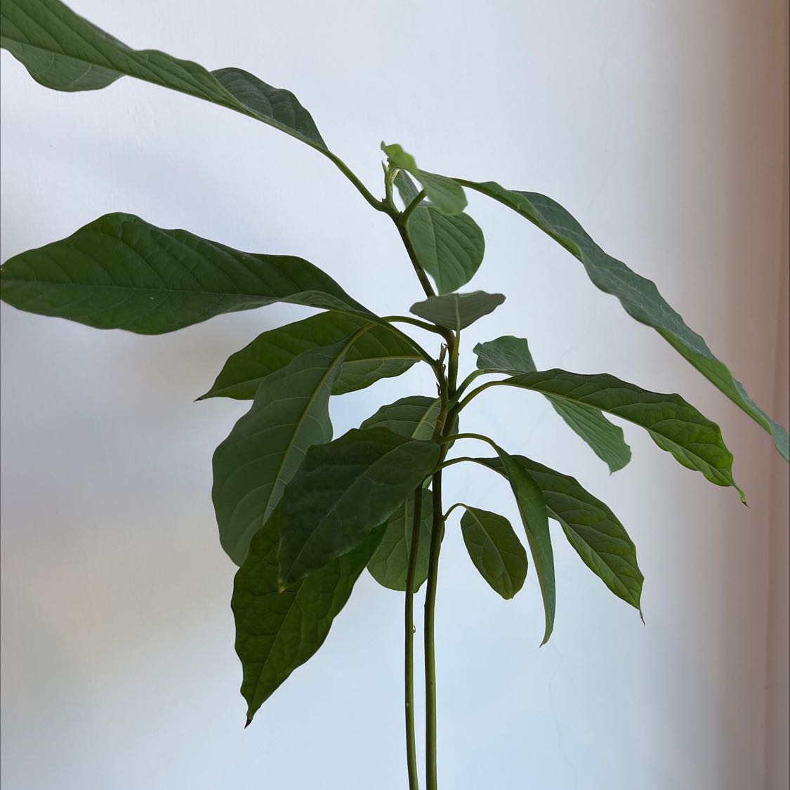 Photo of the plant species Wurtz Avocado by @CarefreePomelo named Bebe on Greg, the plant care app