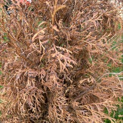 Western Red Cedar plant