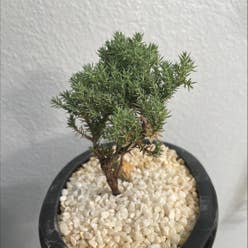 American common juniper plant