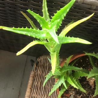 Candelabra Aloe plant in Columbus, Ohio