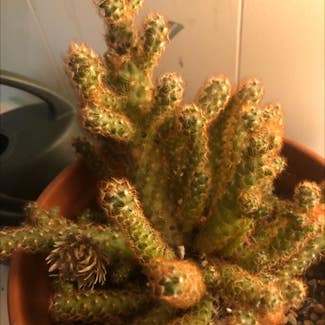 Lady Finger Cactus plant in Columbus, Ohio