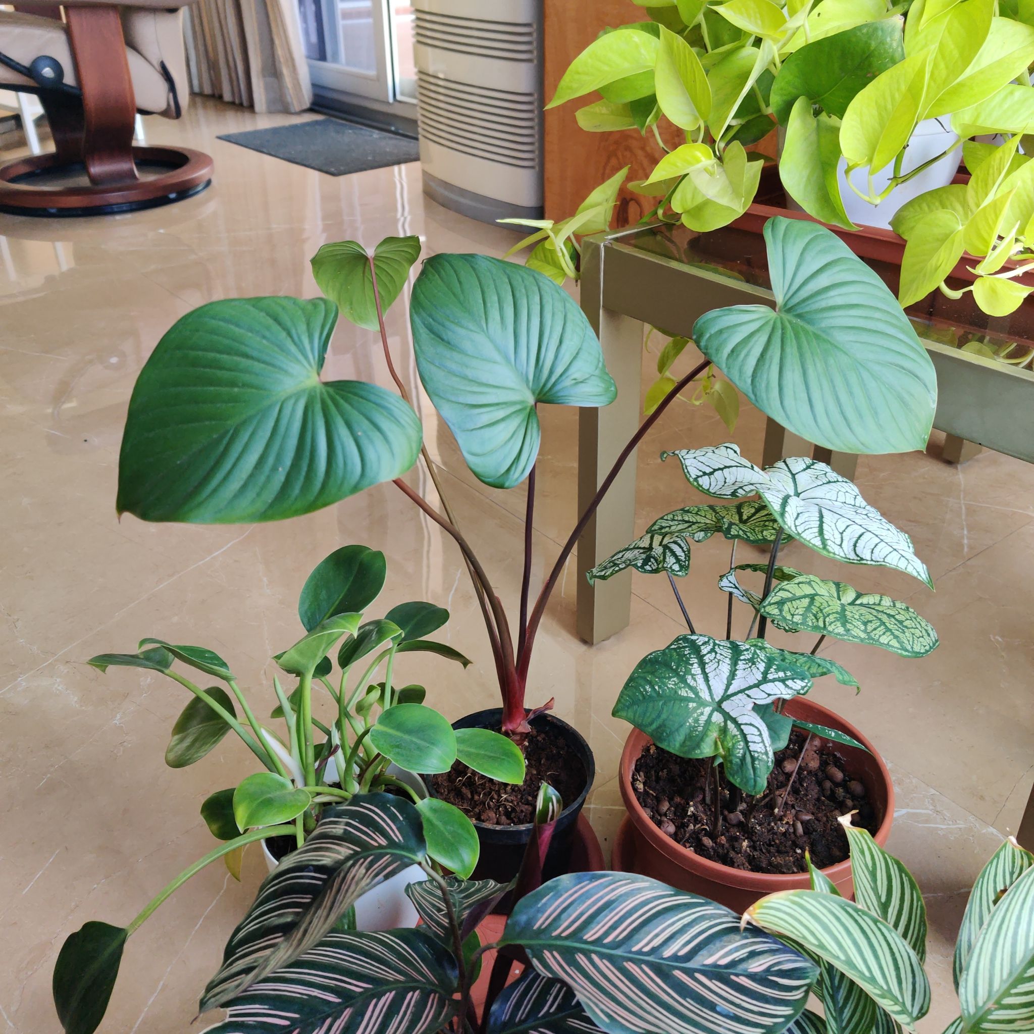 Indoor image of multiple potted plants, with a healthy Homalomena Maggy as the main subject.