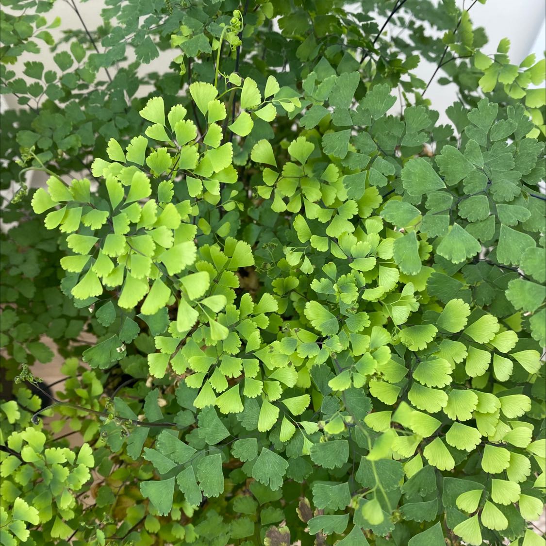 Photo of the plant species Maidenhair Fern by @LuckyRedpine named Your plant on Greg, the plant care app